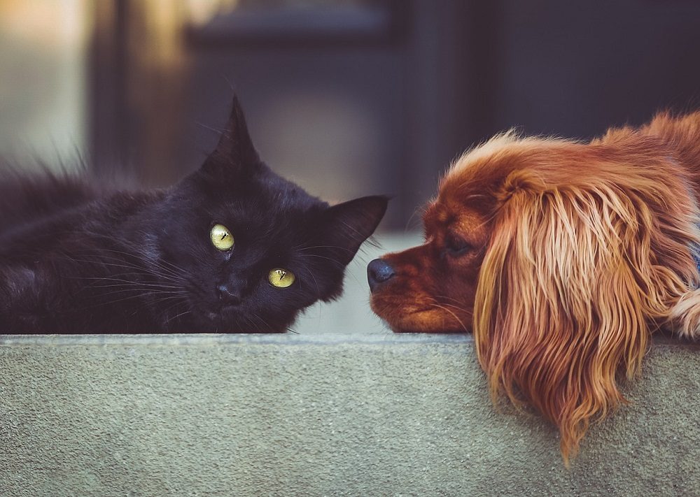 Cosas de casa peligrosas para tu mascota