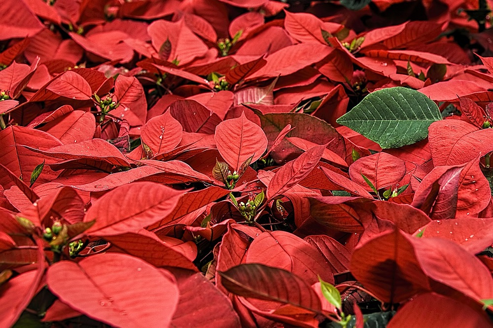 Certaines plantes sont très toxiques pour les chiens et les chats.