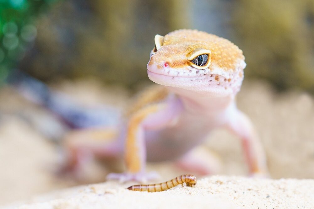 Escoger tu primer reptil