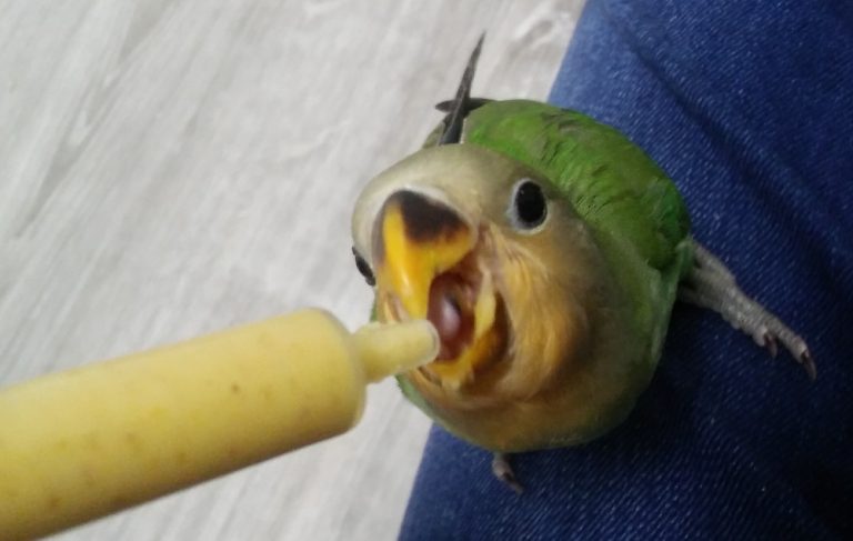 Comment prendre soin des oiseaux nourris à la main