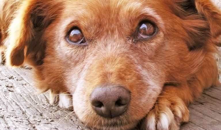 adopter un animal dans un refuge