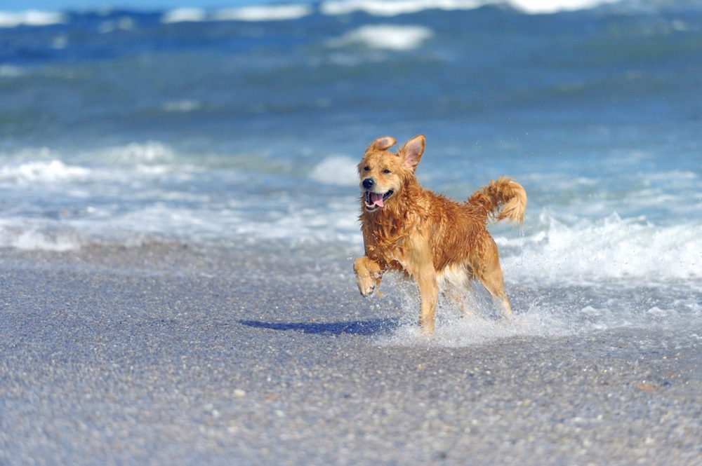 Descubre las Playas España que aceptan perros