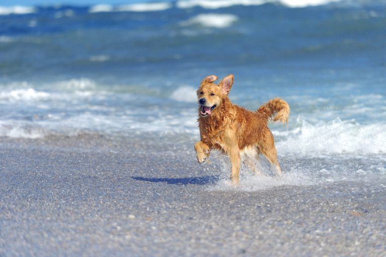 Découvrez les plages espagnoles où les chiens sont les bienvenus