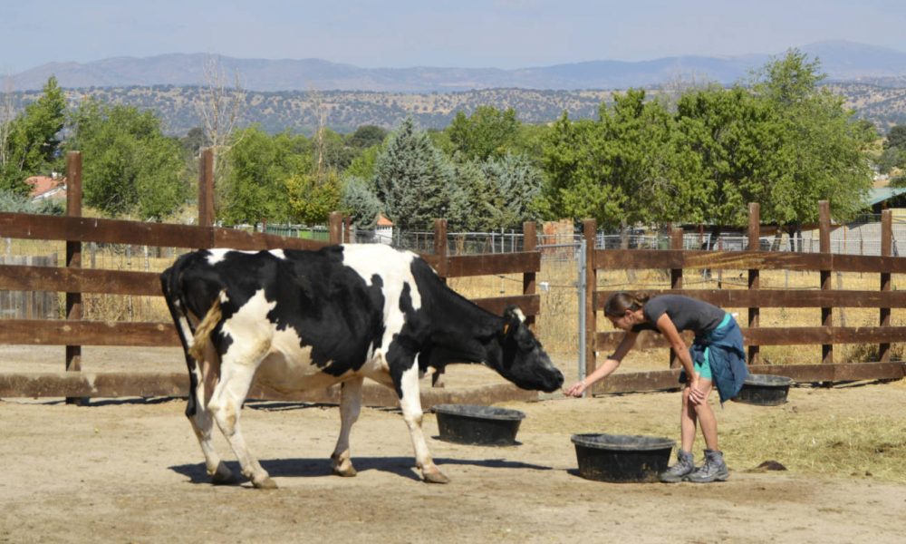 Santuarios de animales ¿Qué son y por qué son importantes?