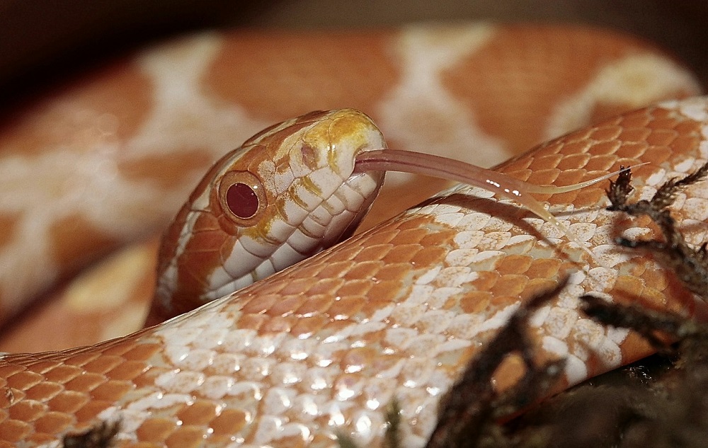Prendre soin d'un serpent