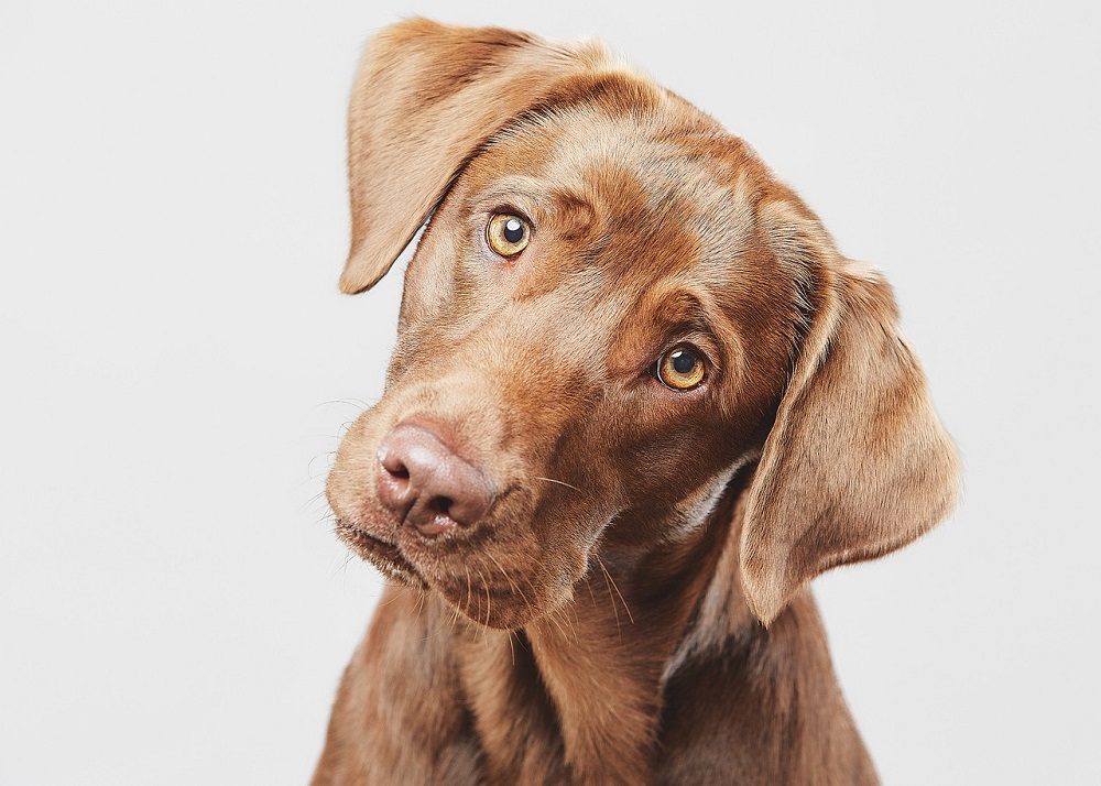 Les premiers jours avec un chien peuvent être difficiles.