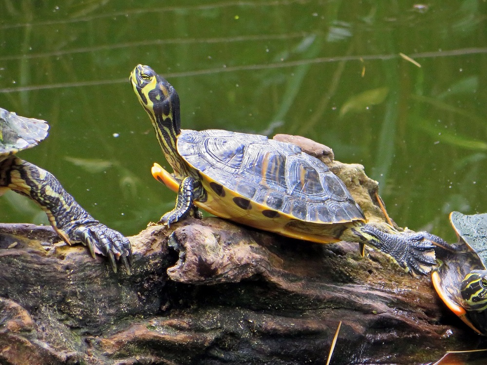 Comment prendre soin d'une tortue
