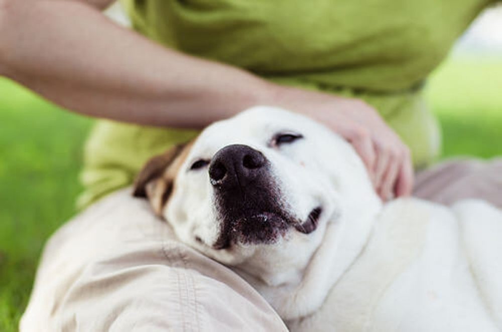 caressez correctement votre animal de compagnie