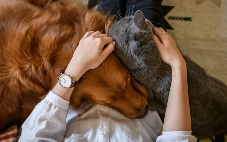 caressez correctement votre animal de compagnie