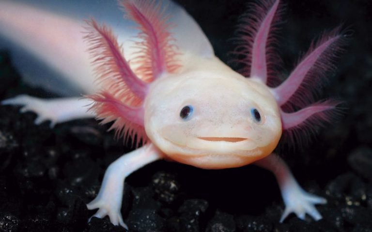 Axolotl