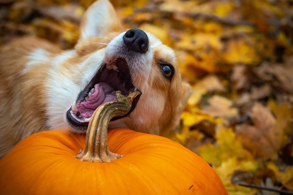 Descubre los alimentos prohibidos para perros