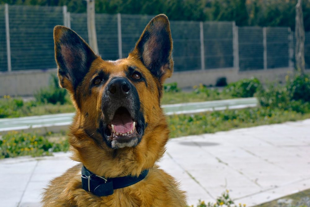 arnés o collar para perros- qué es mejor para mi perro