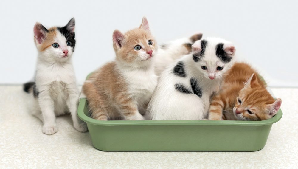 Bac à litière pour chat