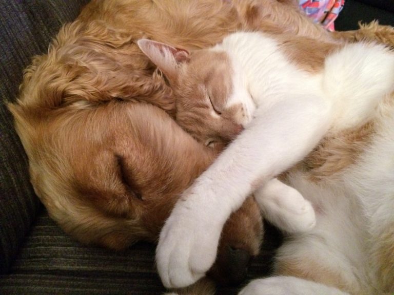 Conseils pour faire cohabiter chiens et chats dans la même maison