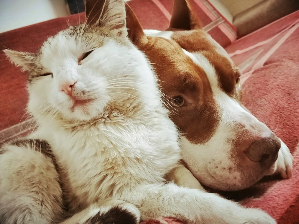 Conseils pour les chats et les chiens vivant ensemble