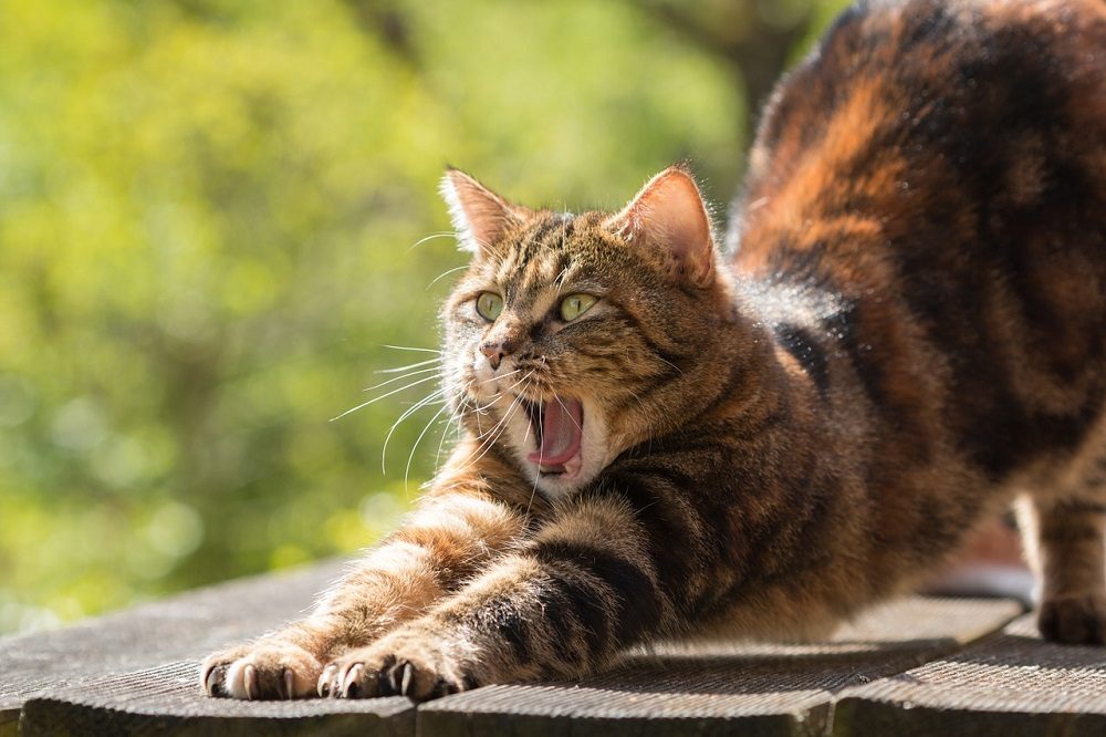 Aprender el lenguaje de los gatos