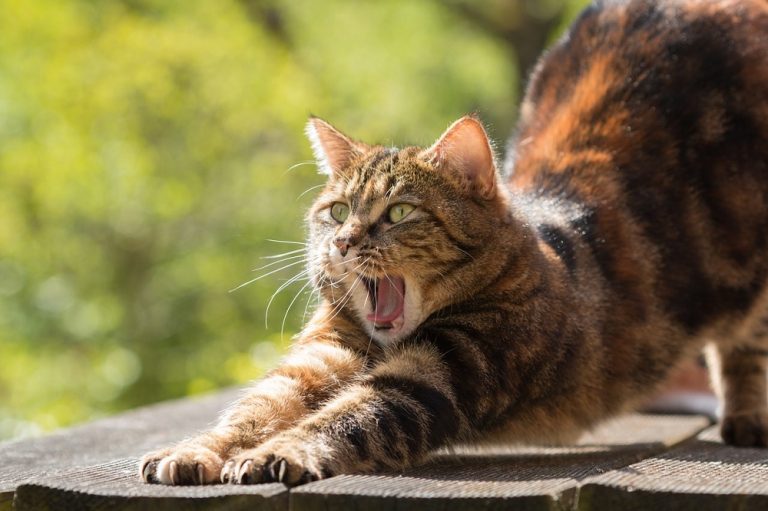 Apprendre le langage des chats