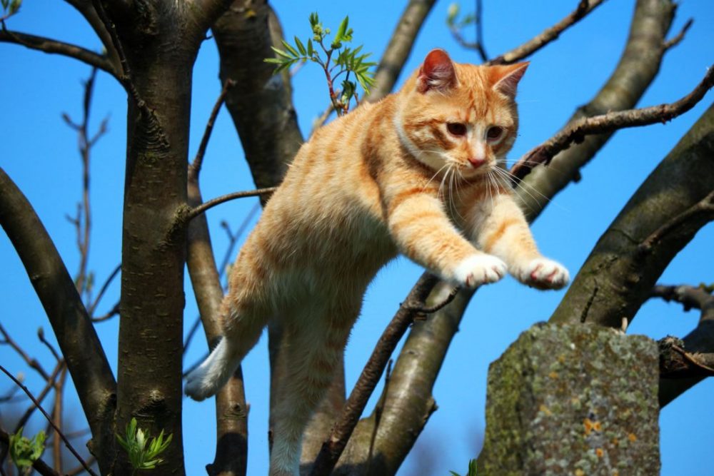 Las habilidades de los gatos más sorprendentes