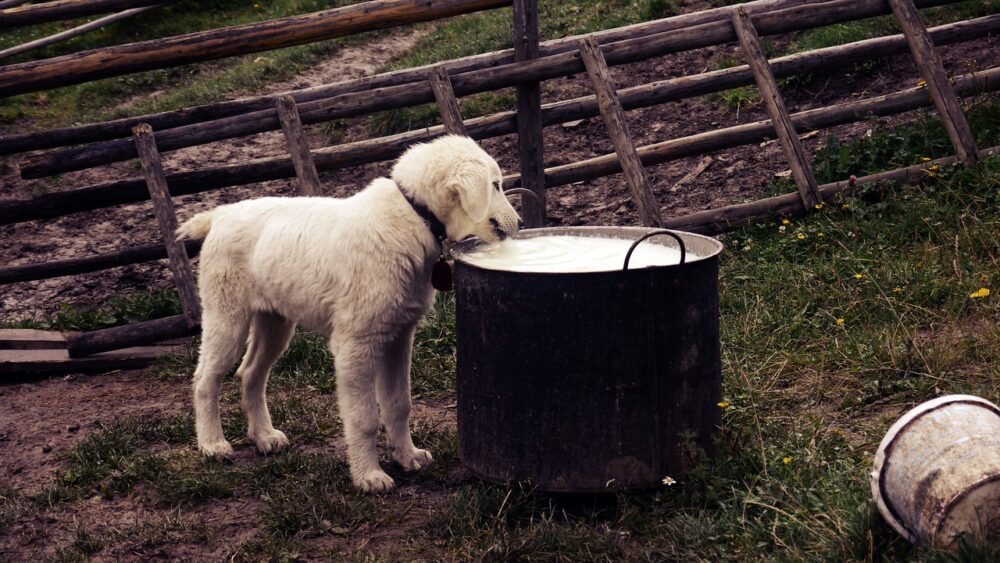 Le lait, l’un des aliments interdits aux chiens