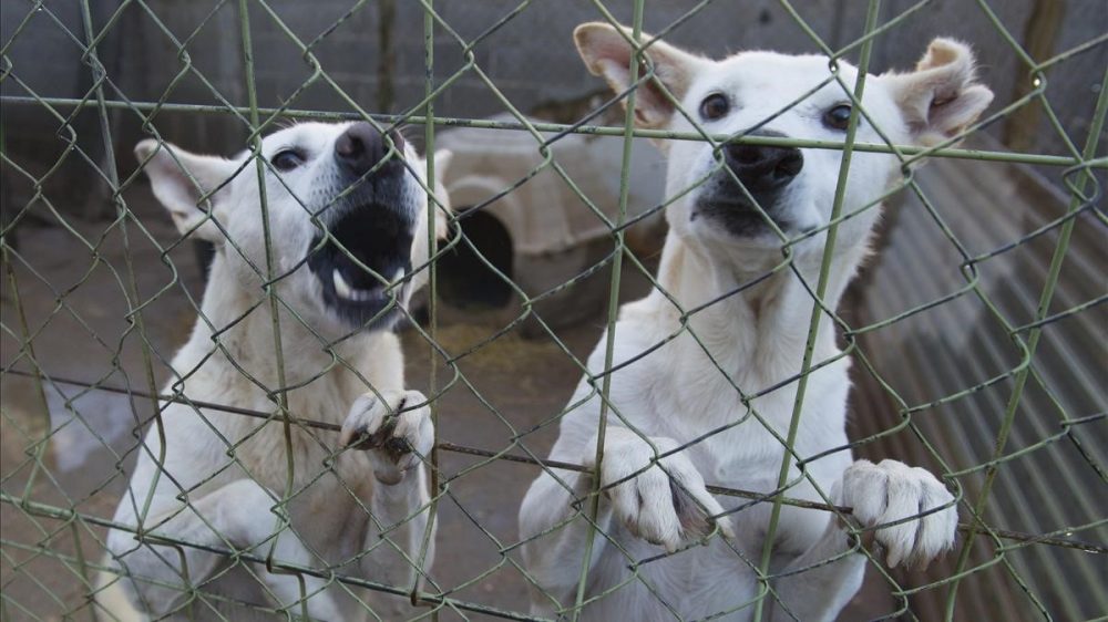 adopter un animal dans un refuge