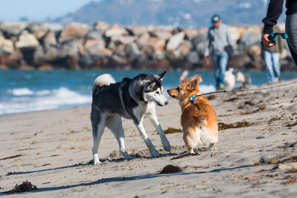 Il y a quelques plages en Espagne qui acceptent les chiens.
