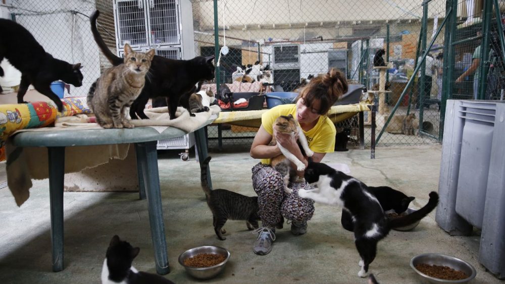 Refuge pour animaux avec chats