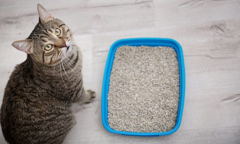 Différents types de litière pour chat
