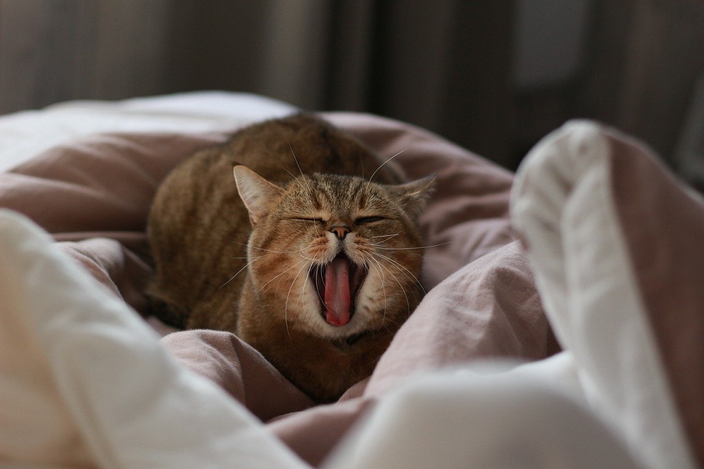 Accueillez les chats ou les chiens dans votre maison