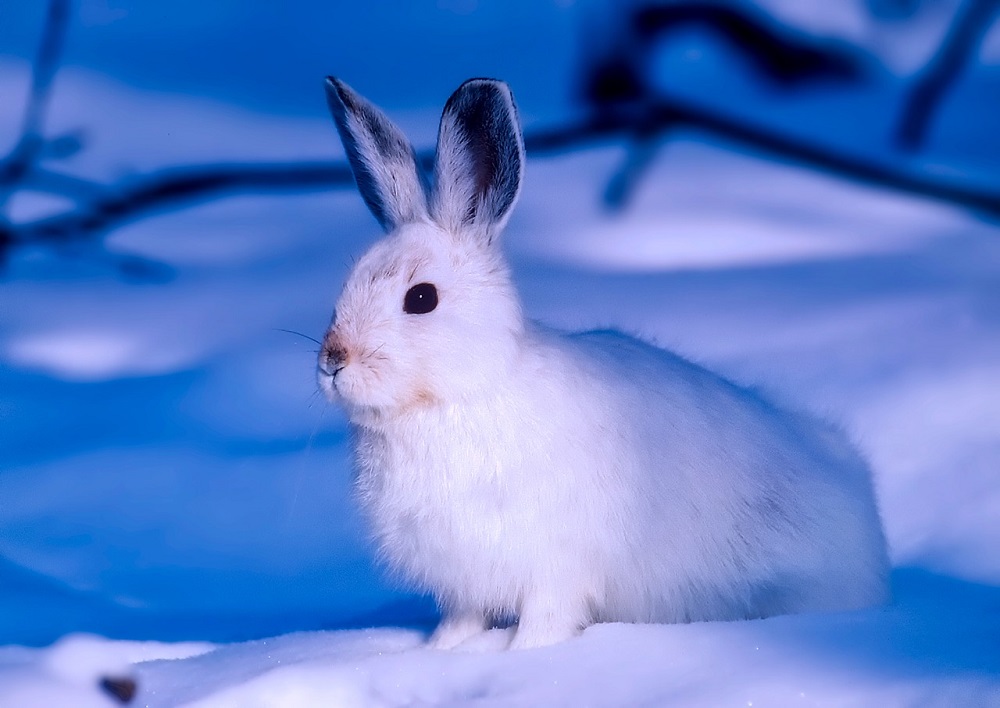 Les animaux se camouflent pour survivre