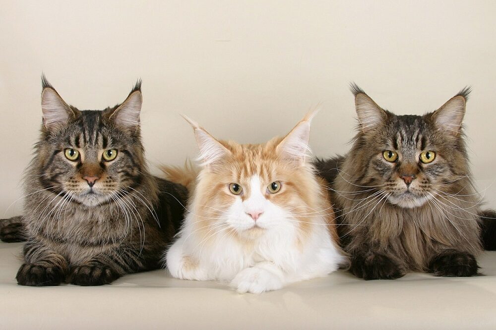 Le Maine Coon est l’une des plus grandes races félines existantes.