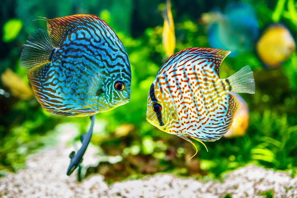 Temperatura adecuada del acuario de agua caliente