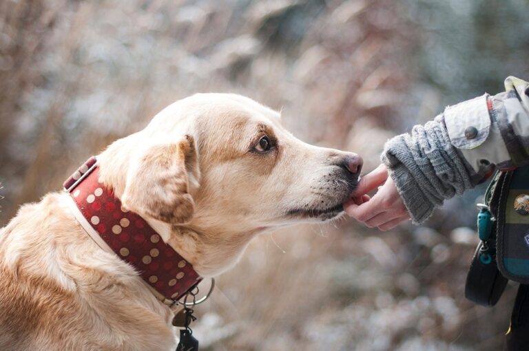 Casas de acogida para animales abandonados