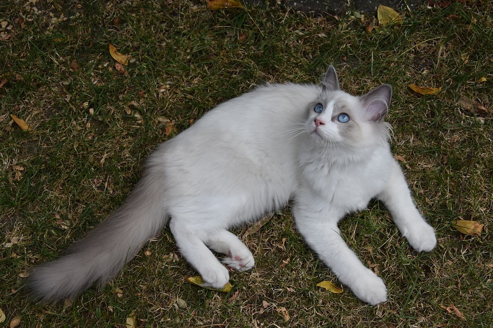 Le ragdoll peut atteindre 9 kg