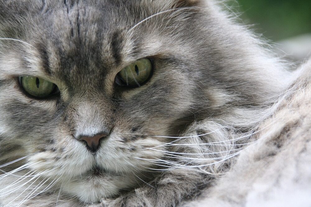 Las razas de gatos domésticos más grandes