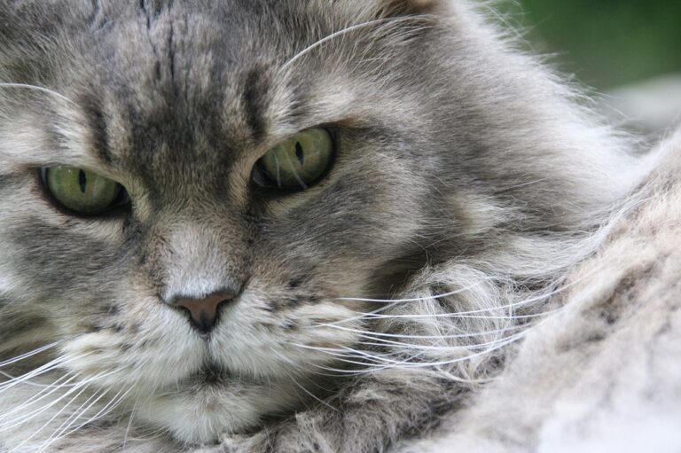 Les plus grandes races de chats domestiques