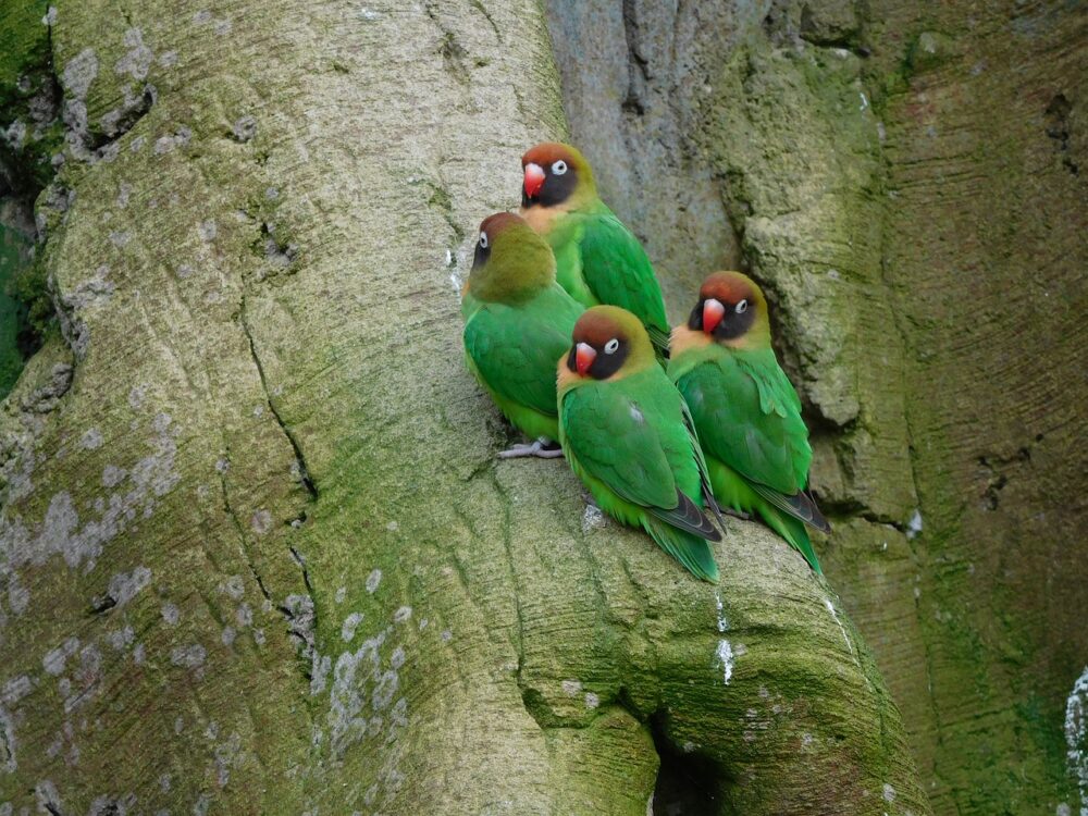 Agapornis salvajes