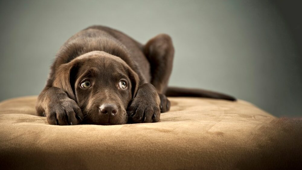 Pourquoi l'anxiété survient chez les chiens