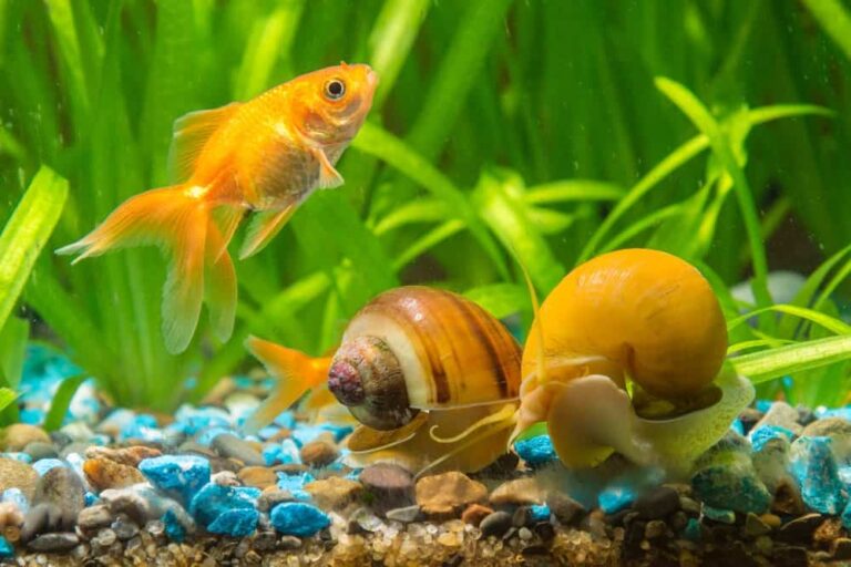 Descubre los beneficios de tener caracoles en el acuario