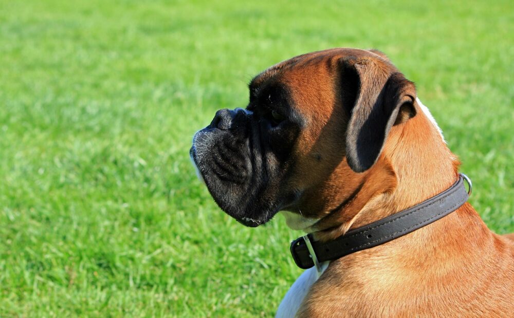 Perro bóxer