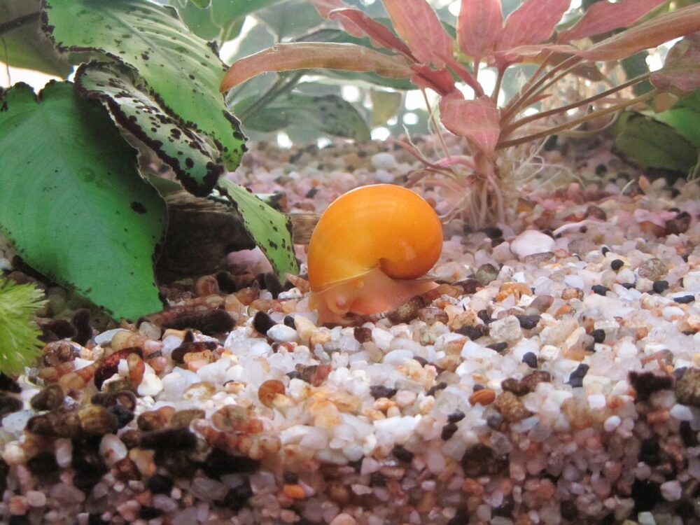 Les bienfaits des escargots dans l'aquarium