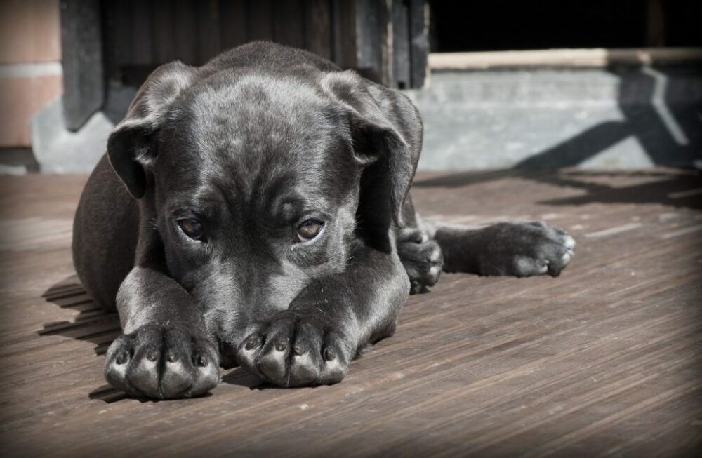 Cómo evitar la ansiedad en los perros