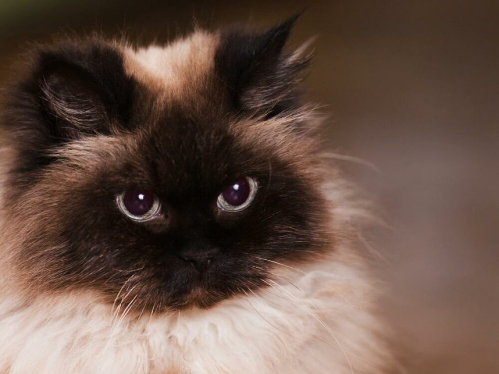 chat himalayen