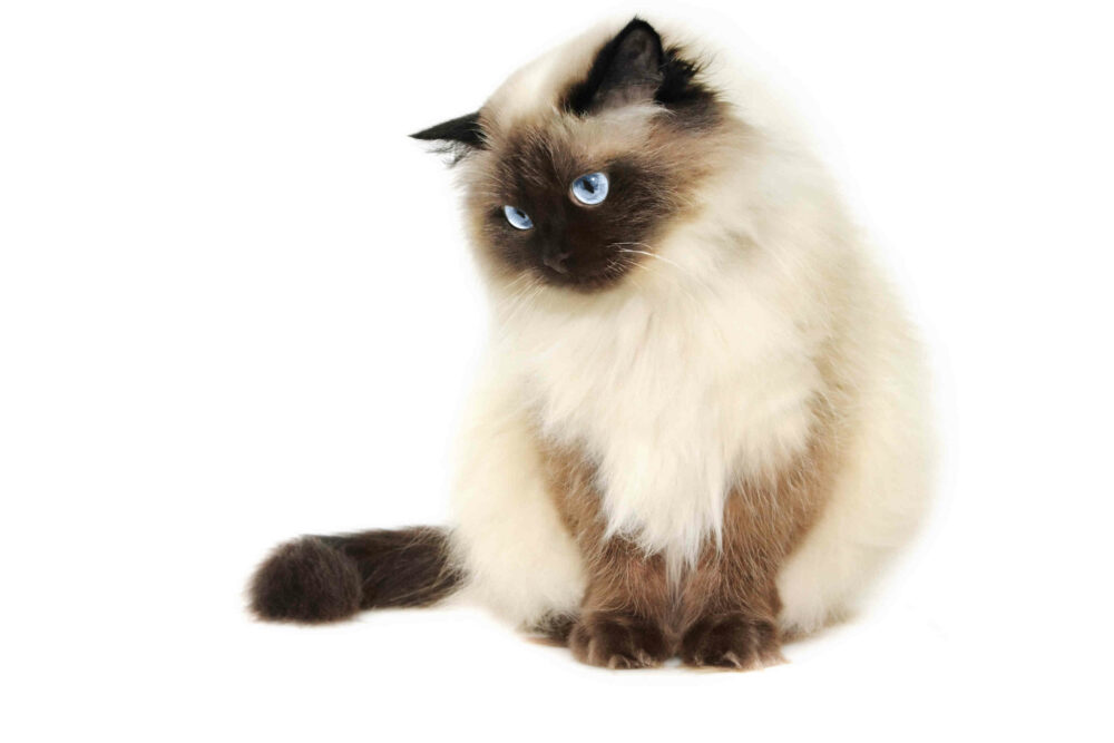 chat himalayen