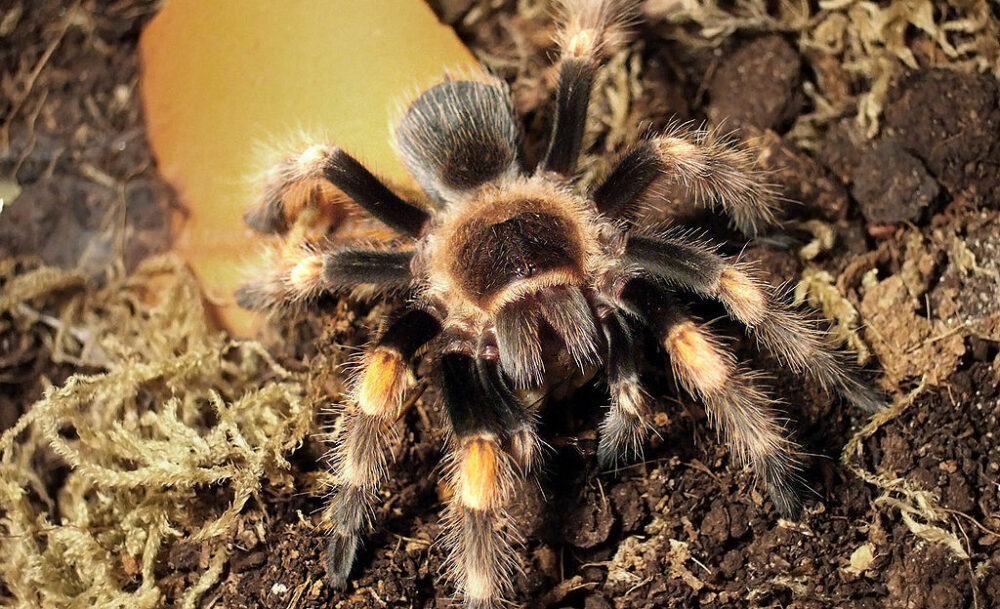 Guía completa para tener una tarántula