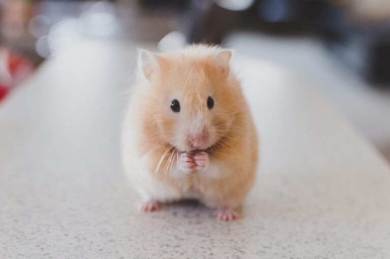 5 espèces de hamsters à avoir à la maison
