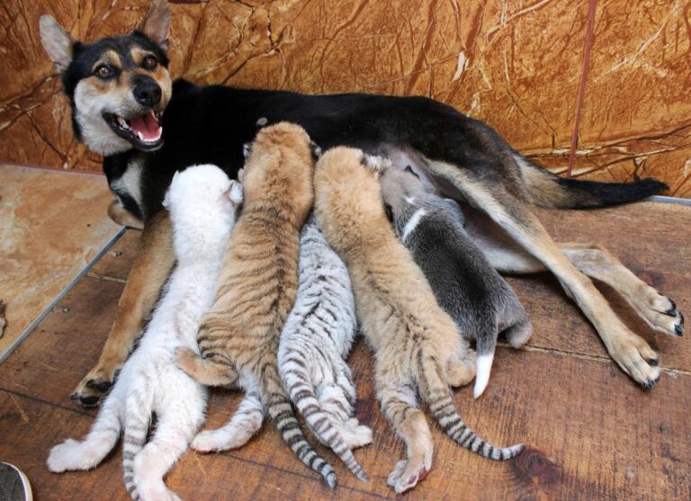 el instinto maternal en los animales es extraordinario