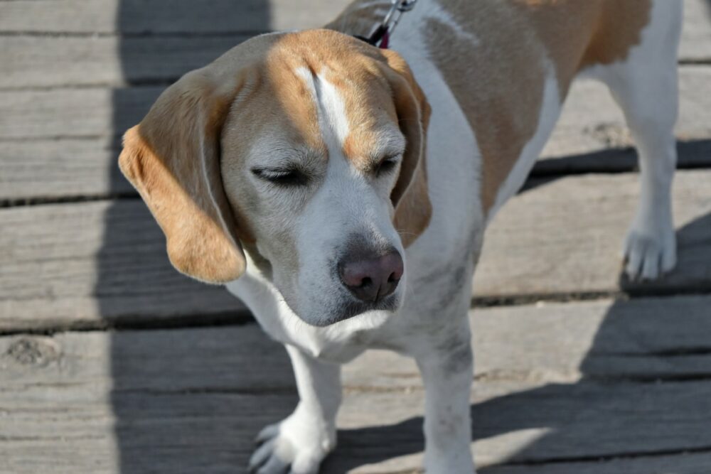 Les chiens Beagle sont de bons chasseurs et de bons amis pour vos enfants.