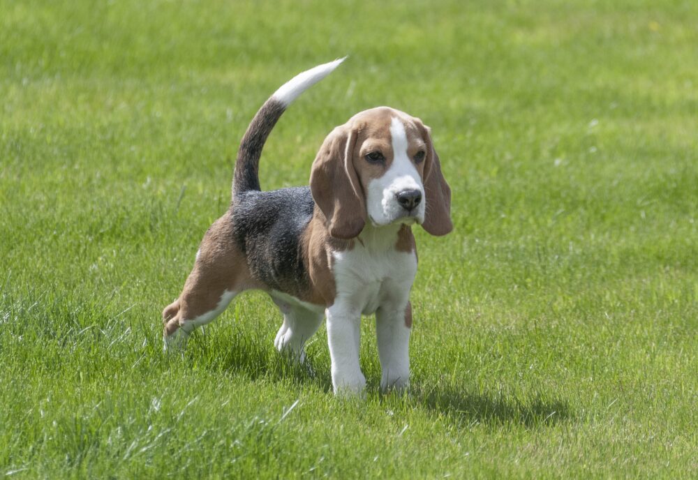 cachorro de perro beagle