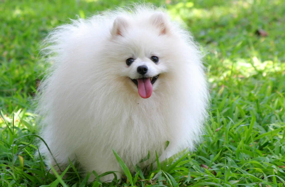 razas de perros pequeños más bonitos del mundo