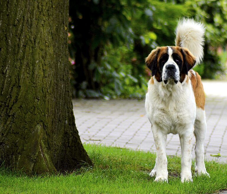 Le Saint-Bernard, un chien de bonne nature idéal pour les enfants